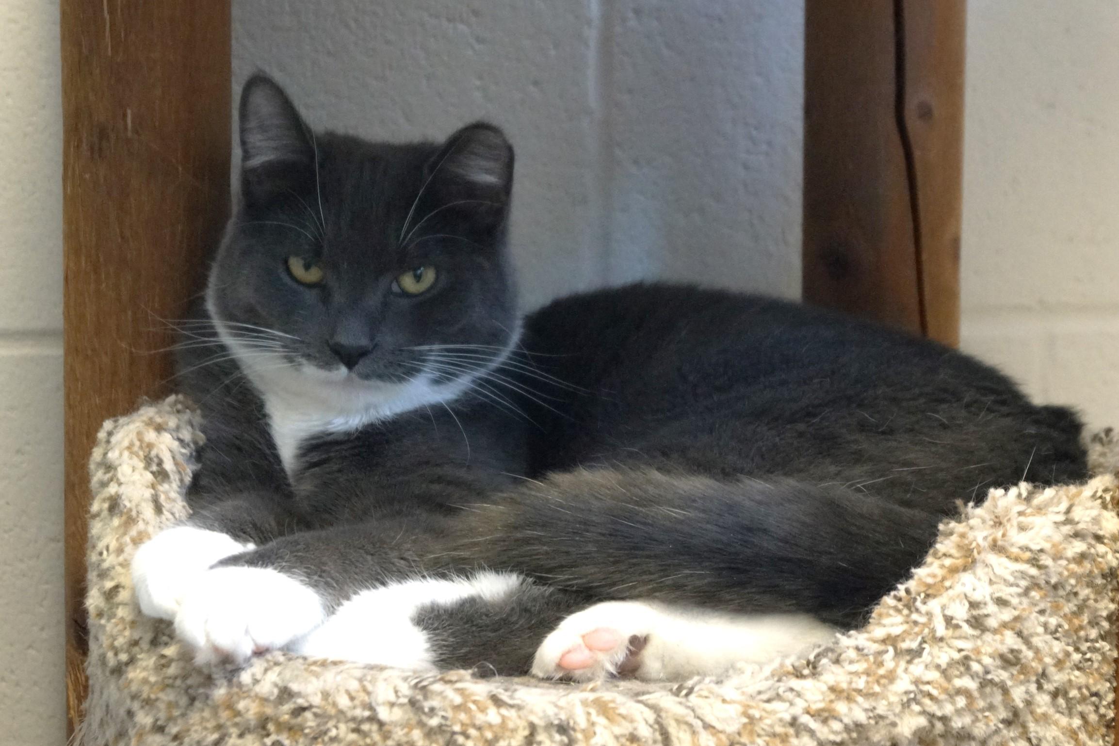 Silver Wing, a Adoptable Domestic Short Hair in New Milford, CT image 2/6