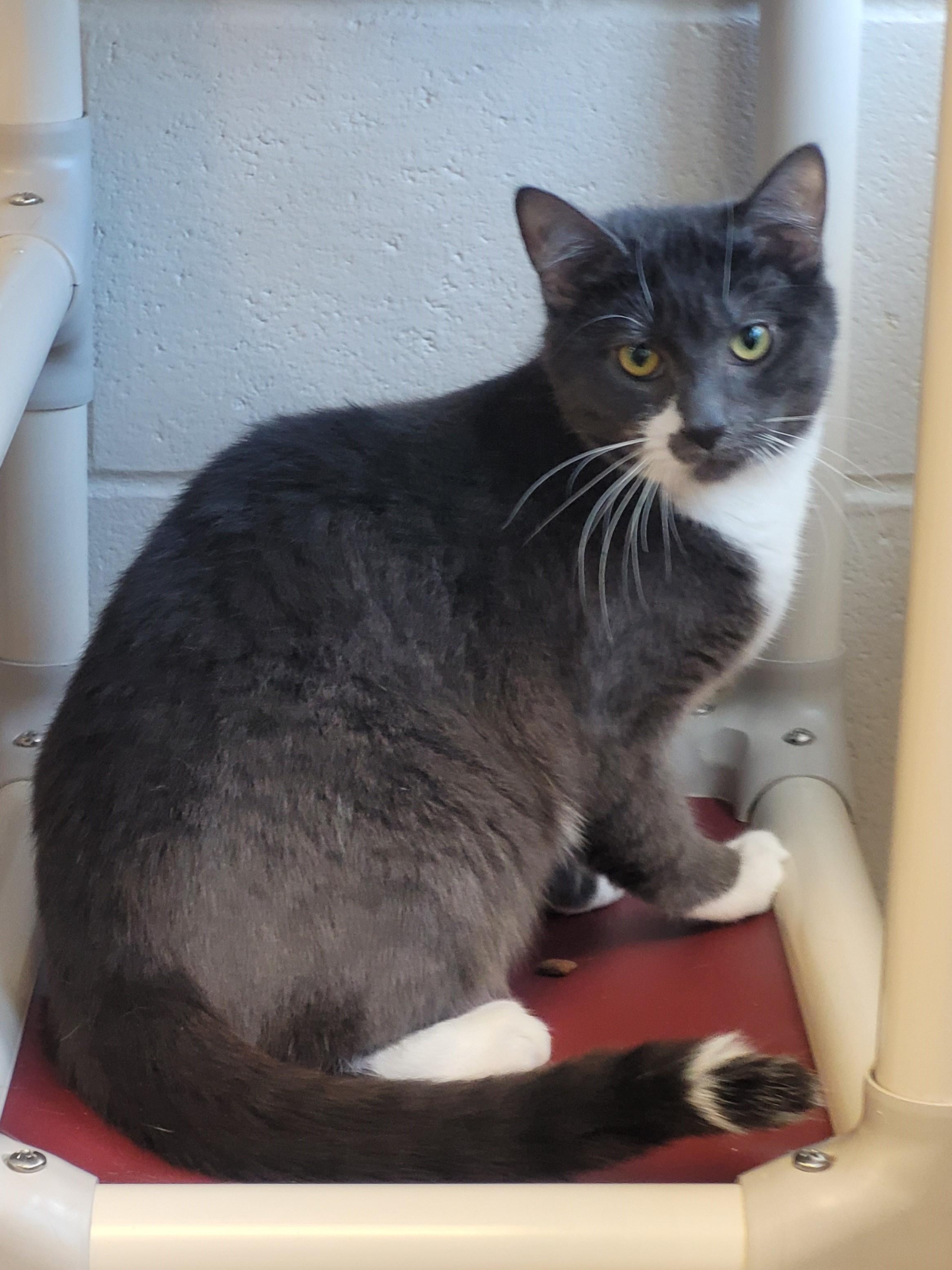 Silver Wing, a Adoptable Domestic Short Hair in New Milford, CT image 3/6