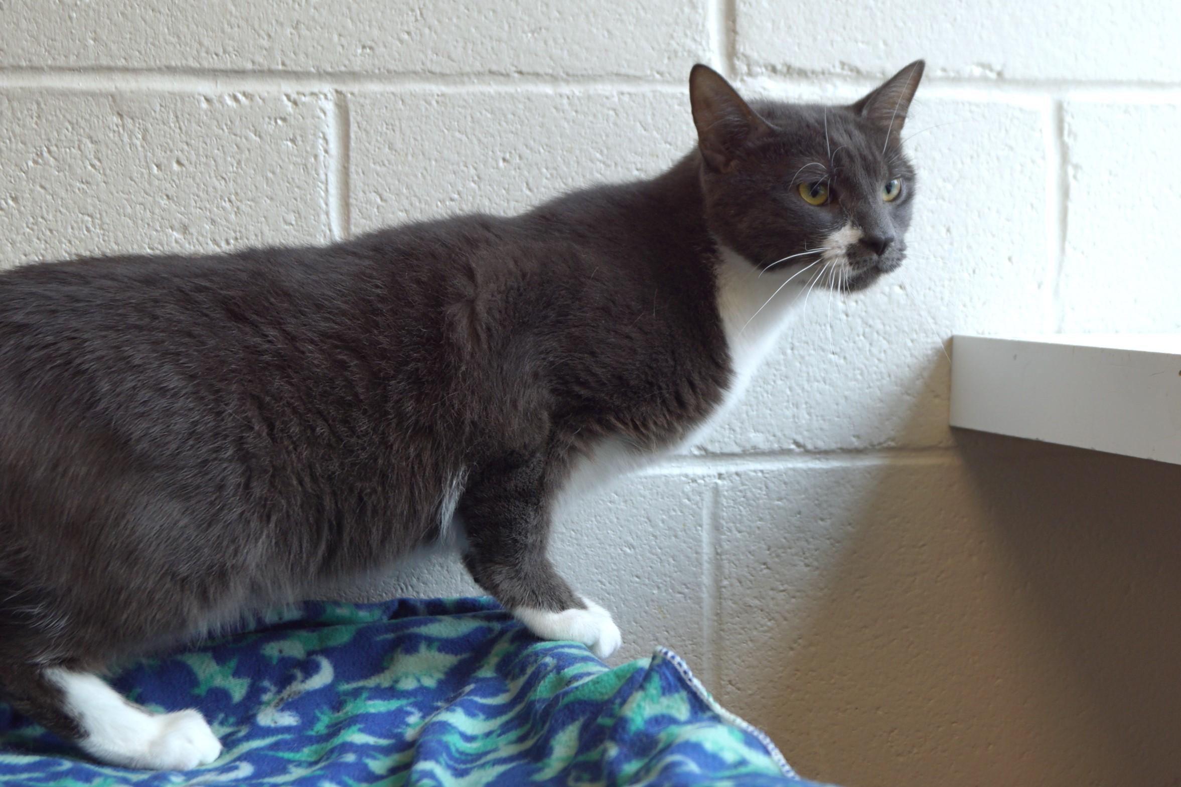 Silver Wing, a Adoptable Domestic Short Hair in New Milford, CT image 4/6