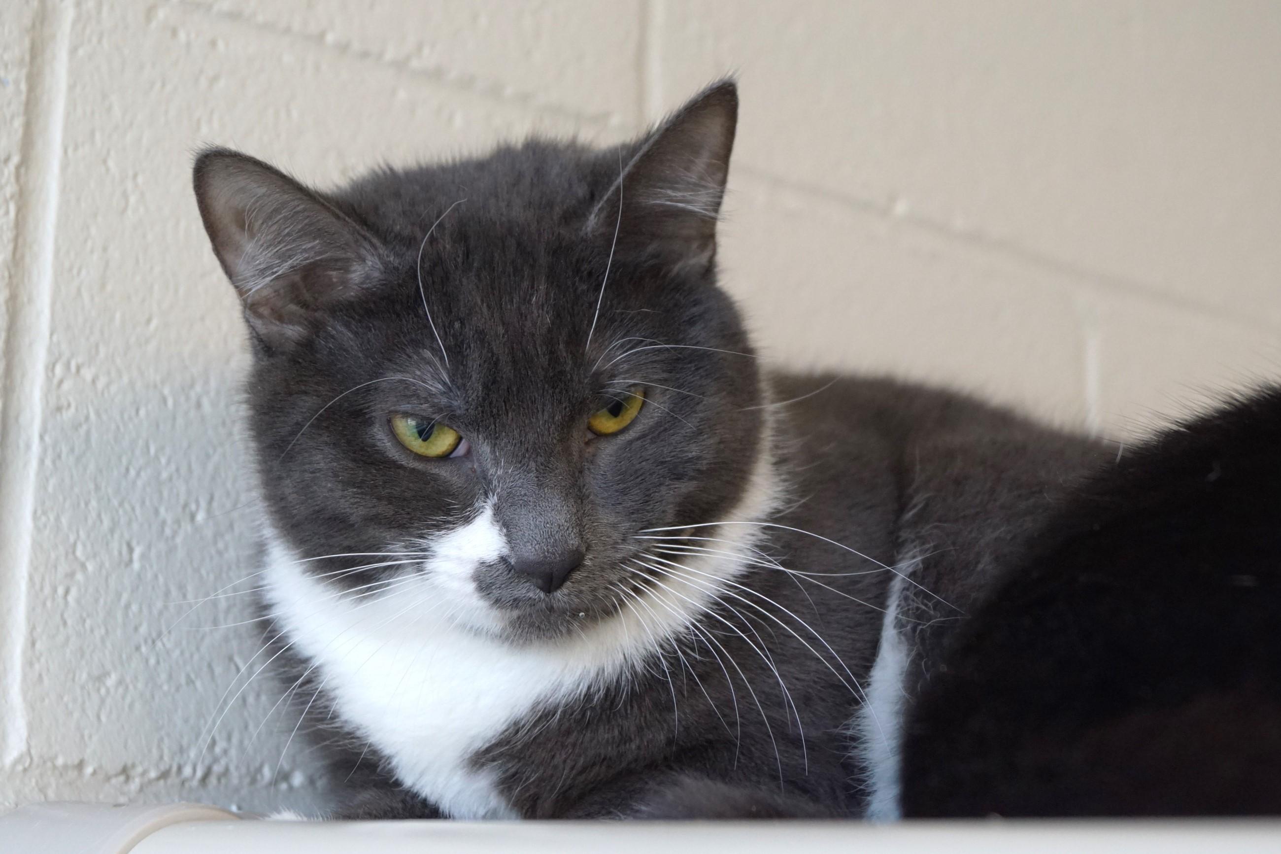 Enlarge Silver Wing, a Adoptable Domestic Short Hair in New Milford, CT image 2/6