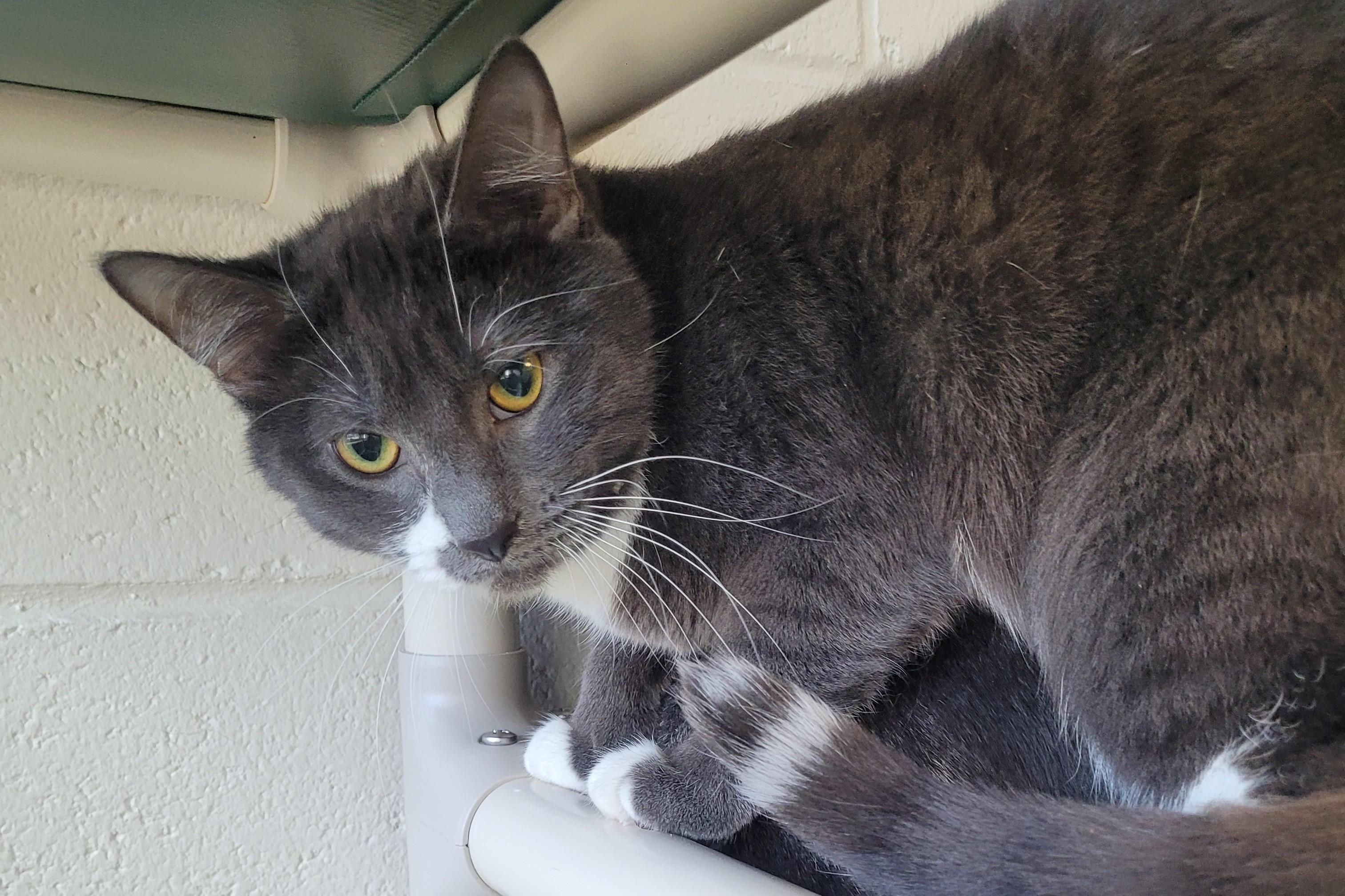 Enlarge Silver Wing, a Adoptable Domestic Short Hair in New Milford, CT image 3/6