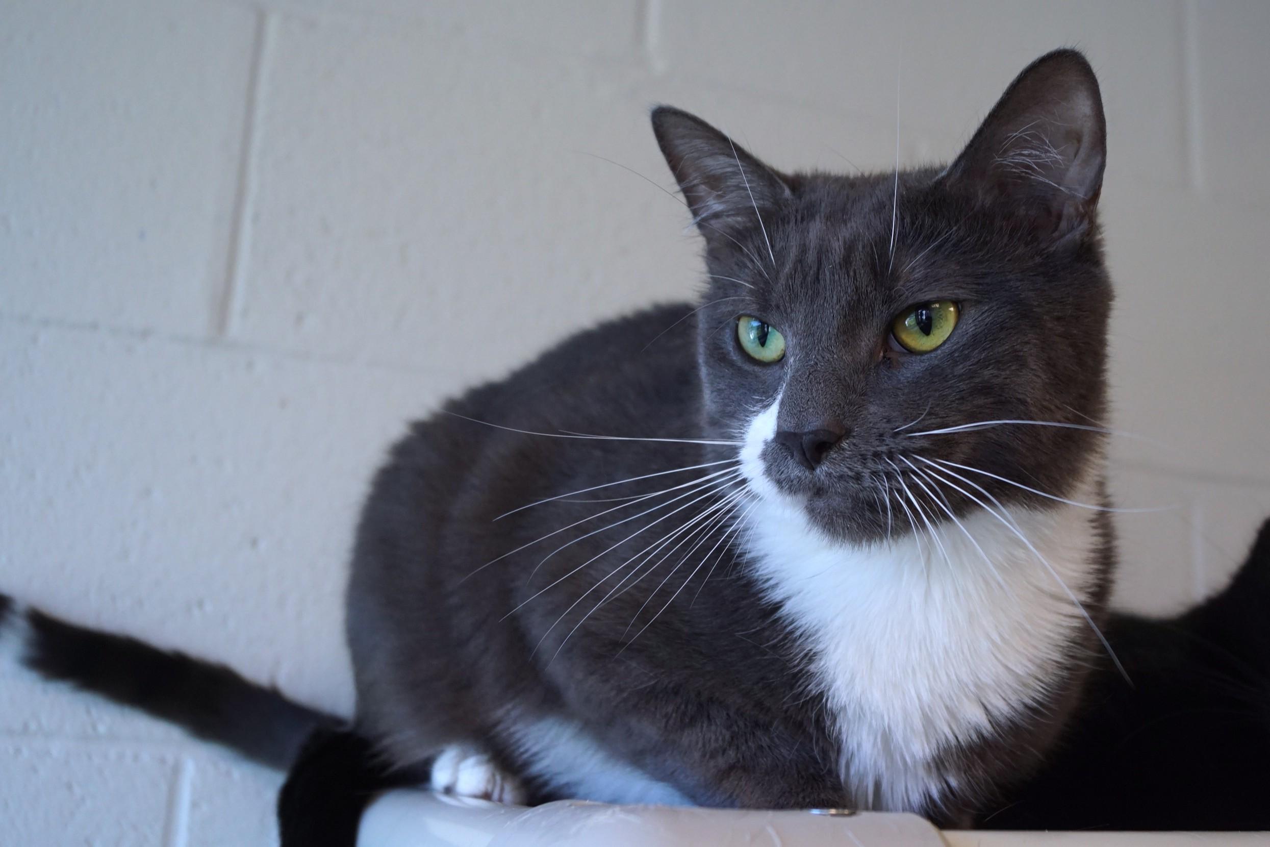 Enlarge Silver Wing, a Adoptable Domestic Short Hair in New Milford, CT image 1/6