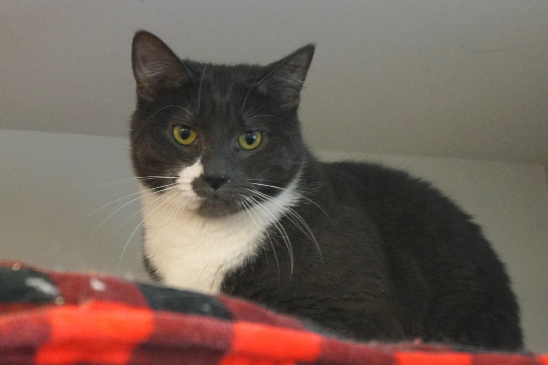 Enlarge Silver Wing, a Adoptable Domestic Short Hair in New Milford, CT image 5/6