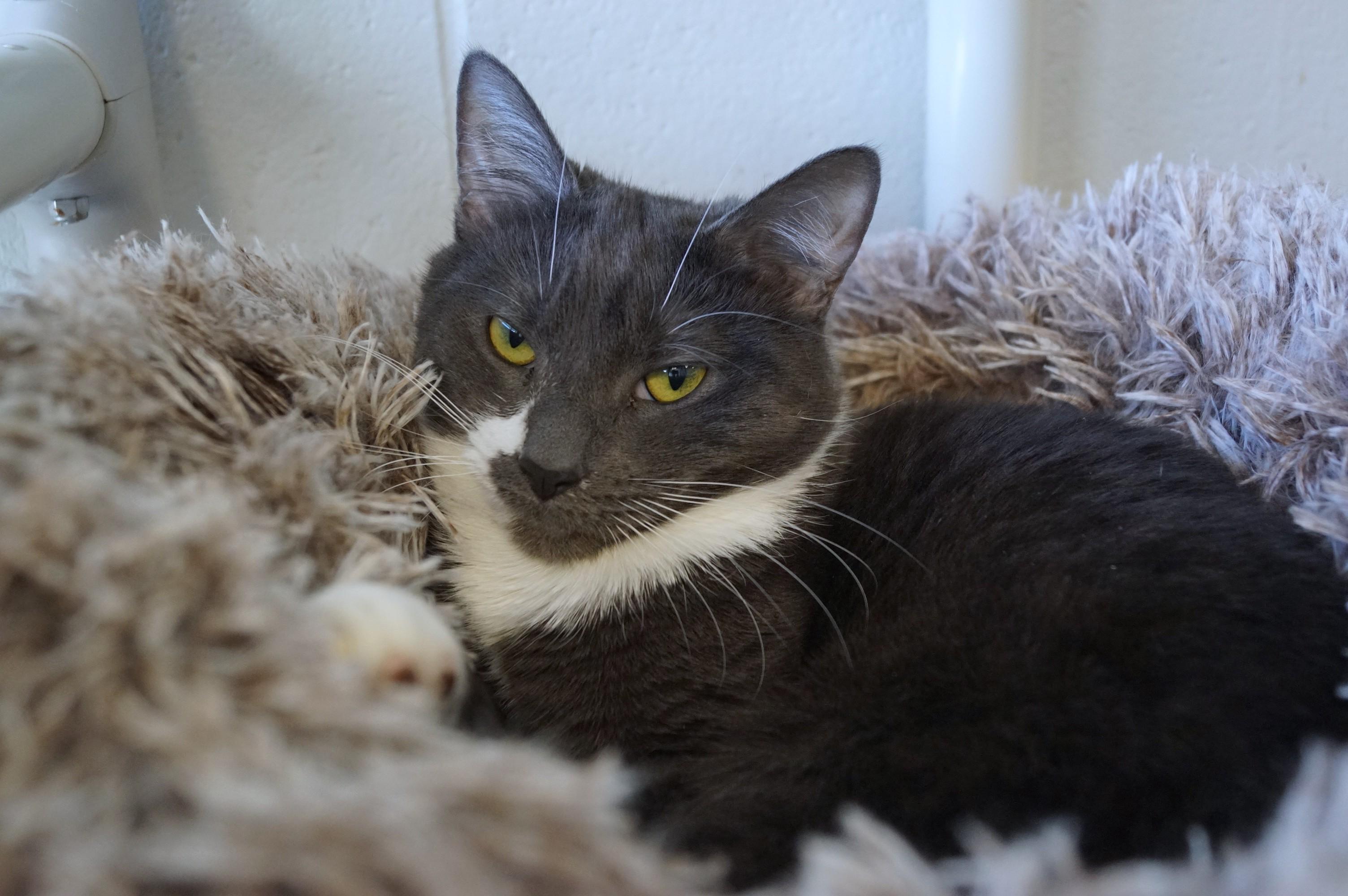 Enlarge Silver Wing, a Adoptable Domestic Short Hair in New Milford, CT image 6/6