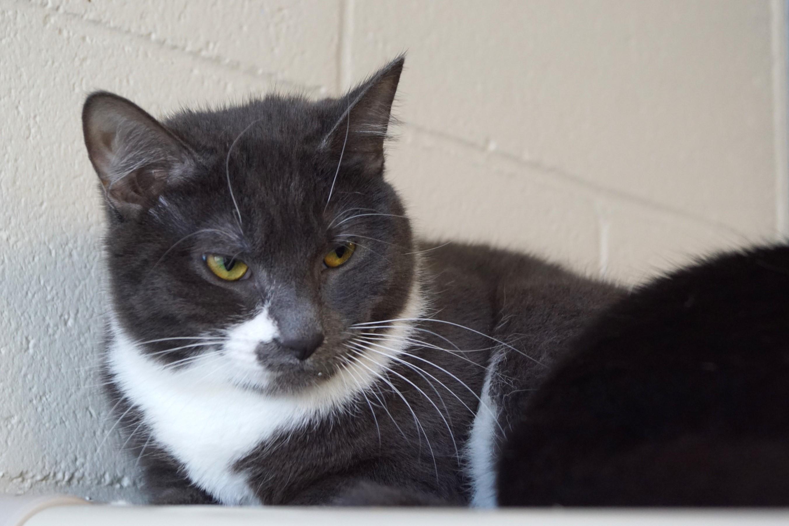 Silver Wing, a Adoptable Domestic Short Hair in New Milford, CT image 6/6