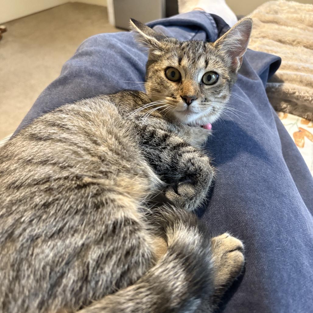 Pumpkin, Adoptable, Kitten Female Domestic Short Hair.