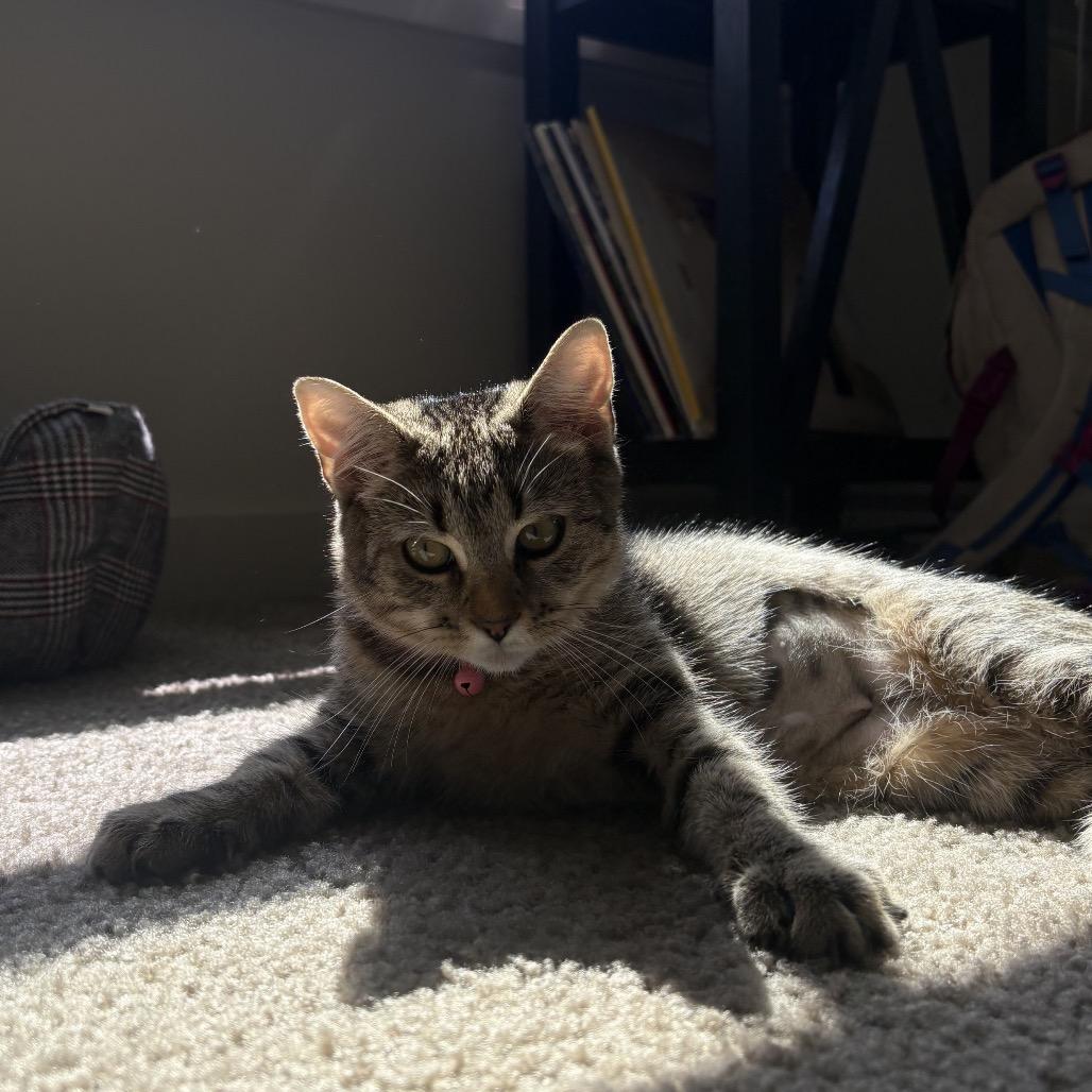 Enlarge Pumpkin, a Adoptable Domestic Short Hair in Harrisonburg, VA image 2/6