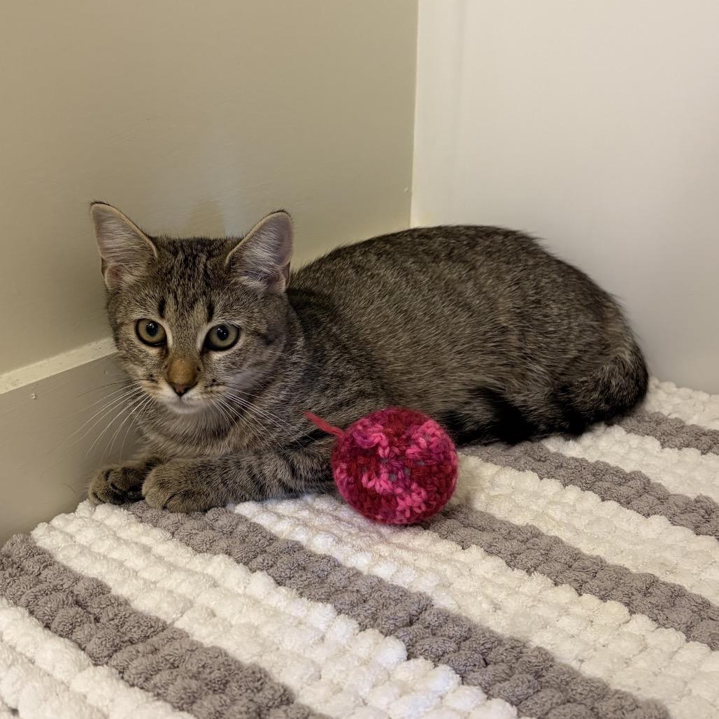 Enlarge Pumpkin, a Adoptable Domestic Short Hair in Harrisonburg, VA image 3/6