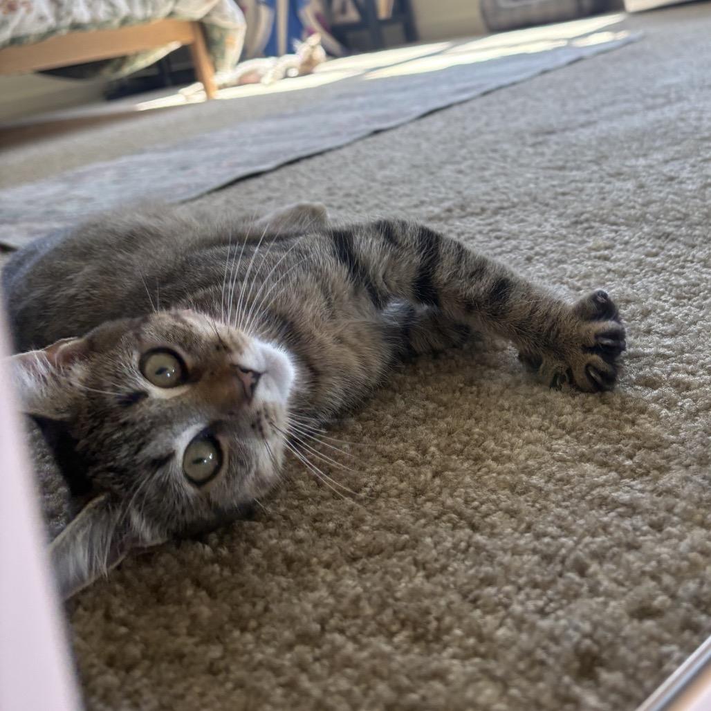 Enlarge Pumpkin, a Adoptable Domestic Short Hair in Harrisonburg, VA image 4/6