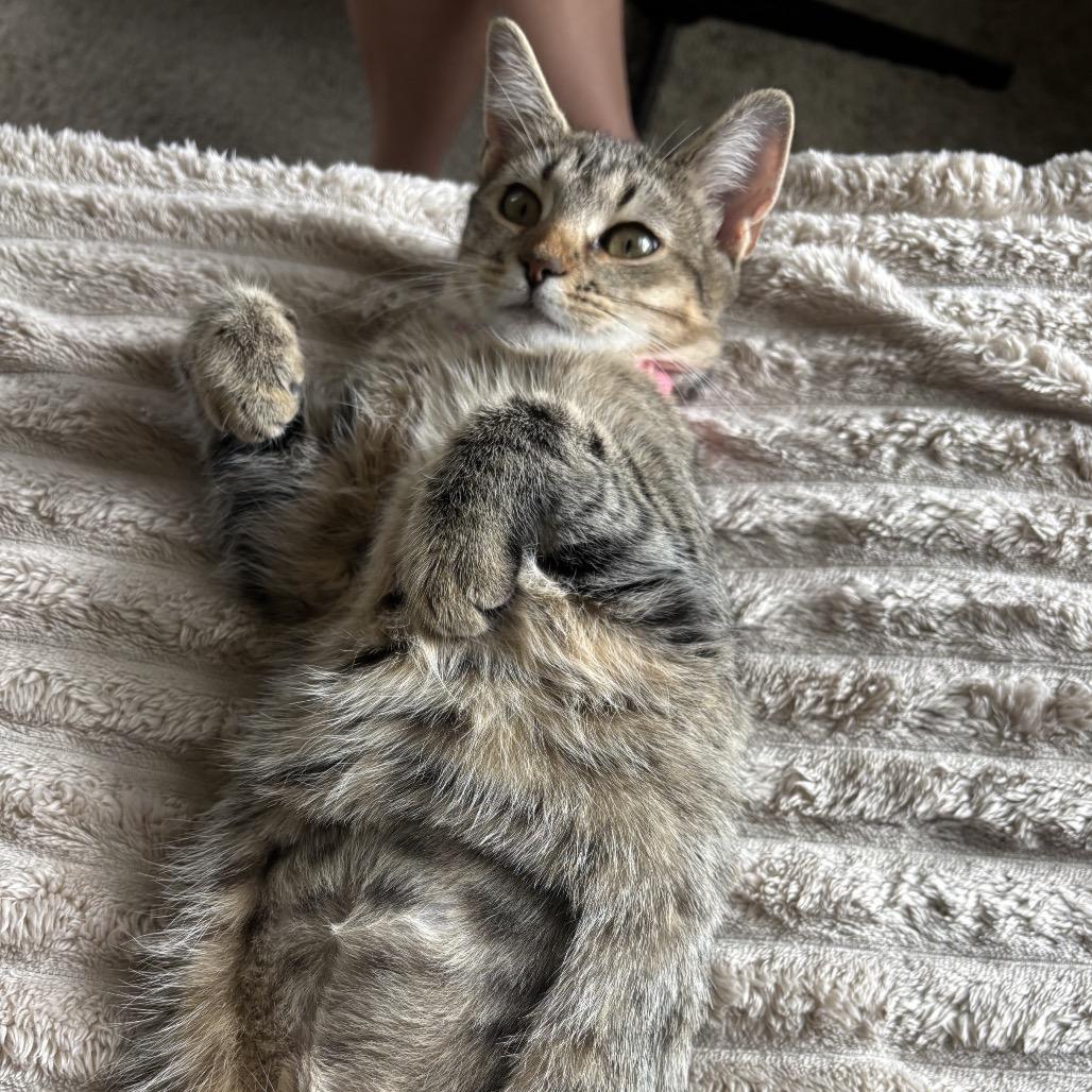 Enlarge Pumpkin, a Adoptable Domestic Short Hair in Harrisonburg, VA image 5/6