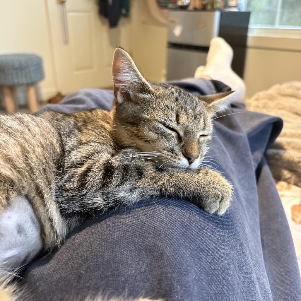 Enlarge Pumpkin, a Adoptable Domestic Short Hair in Harrisonburg, VA image 6/6