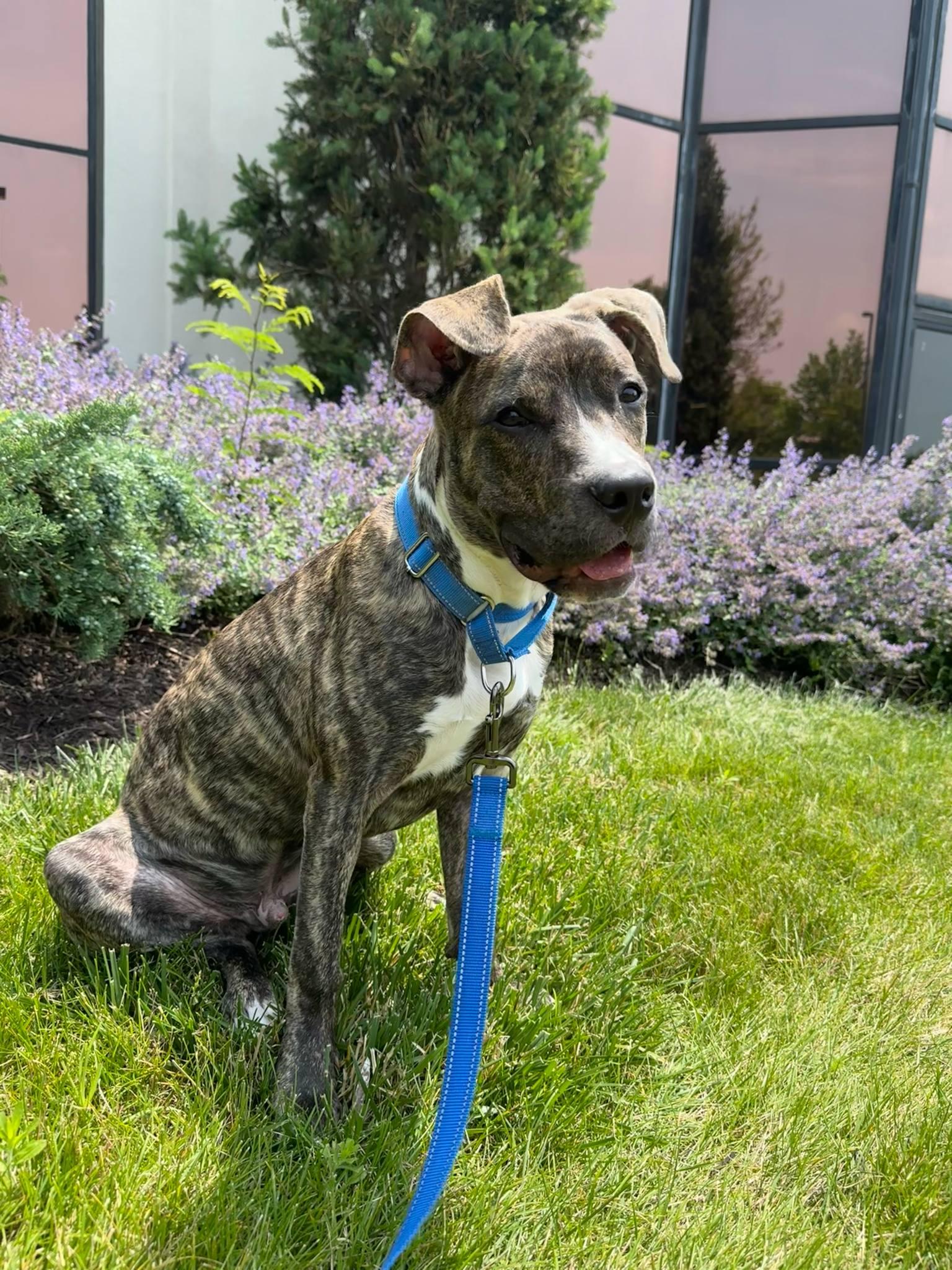 Enlarge Bark Vader, a Adoptable mixed breed in Roachdale, IN image 1/6