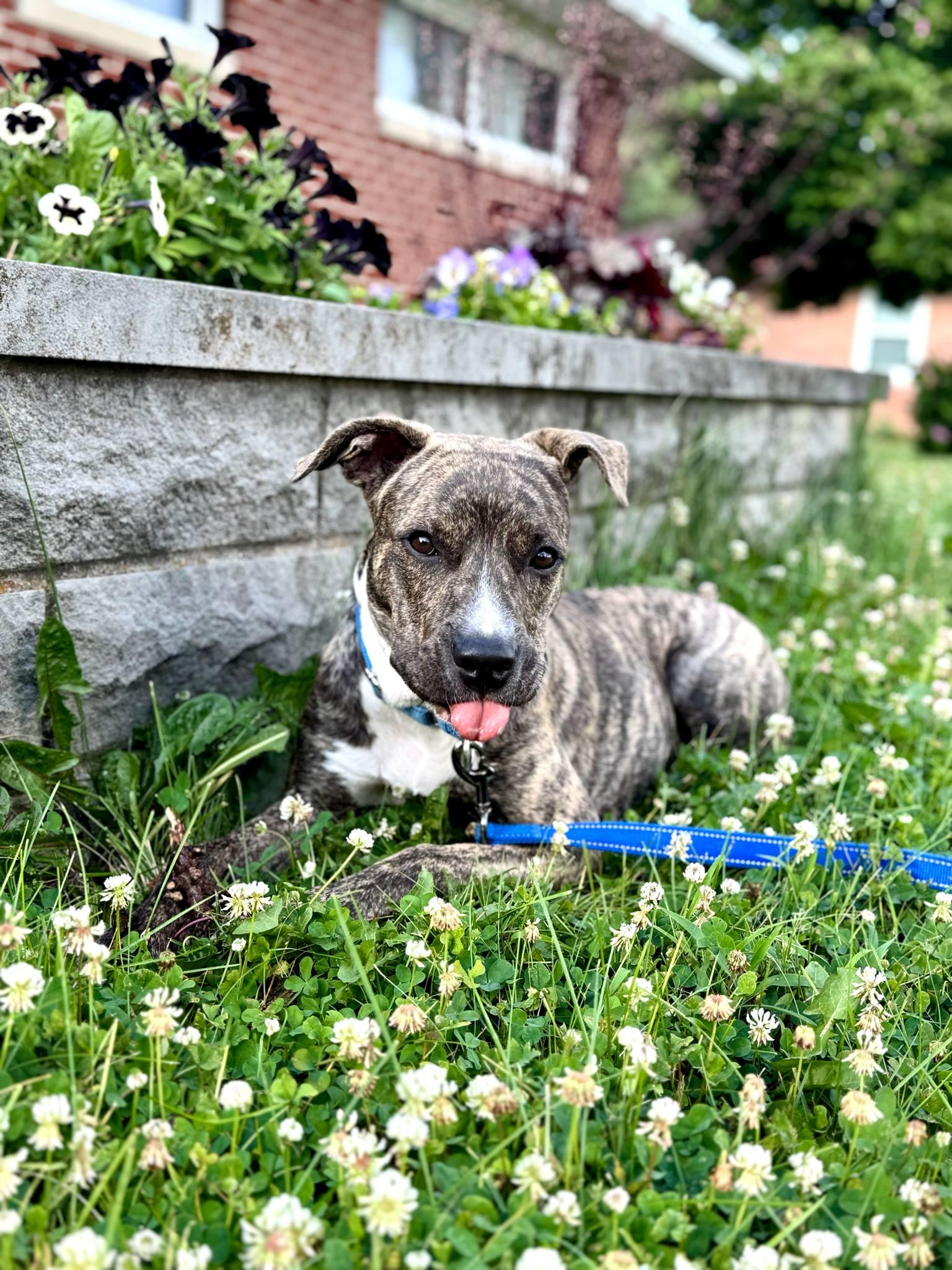 Enlarge Bark Vader, a Adoptable mixed breed in Roachdale, IN image 2/6