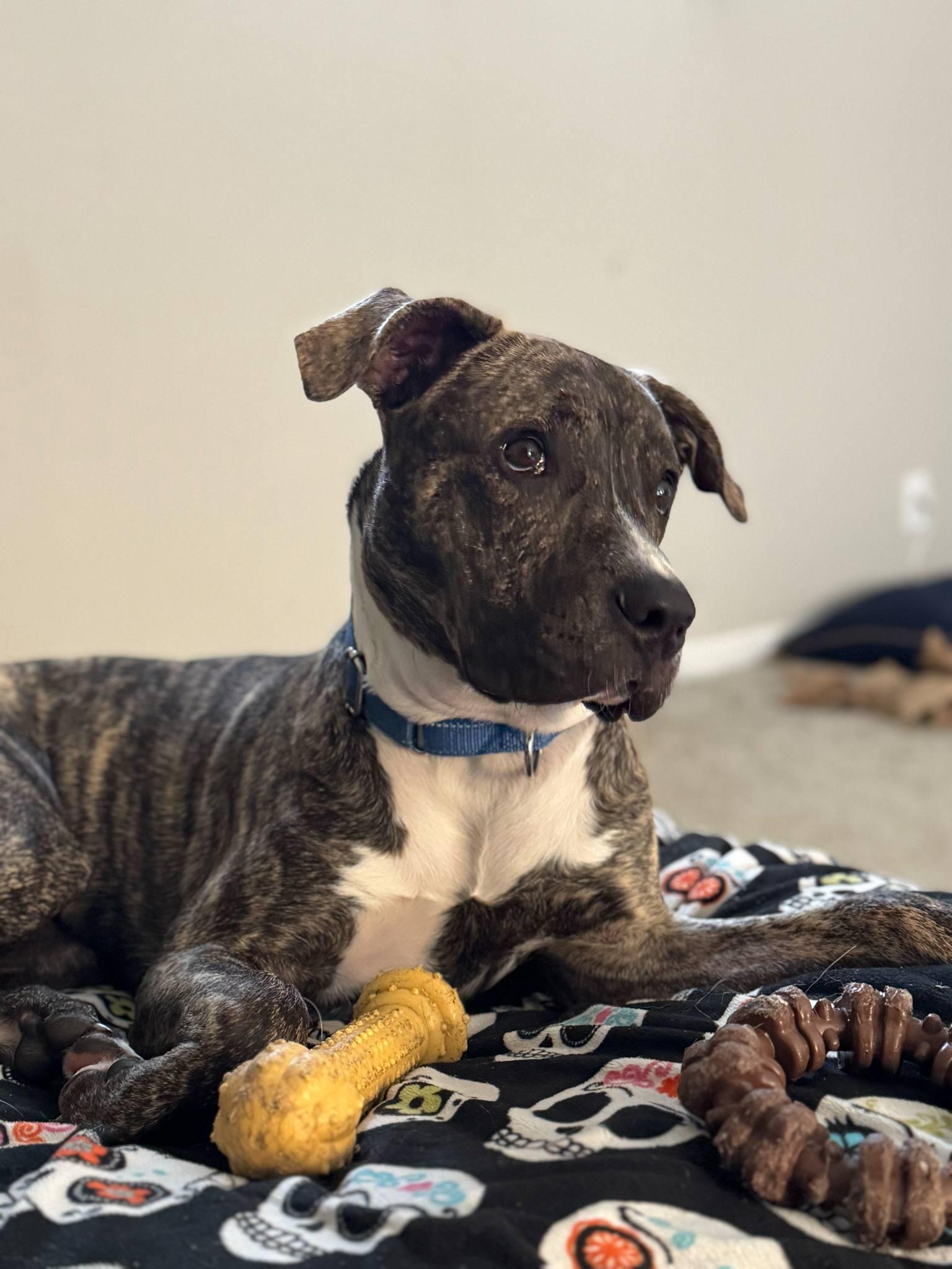 Enlarge Bark Vader, a Adoptable mixed breed in Roachdale, IN image 3/6