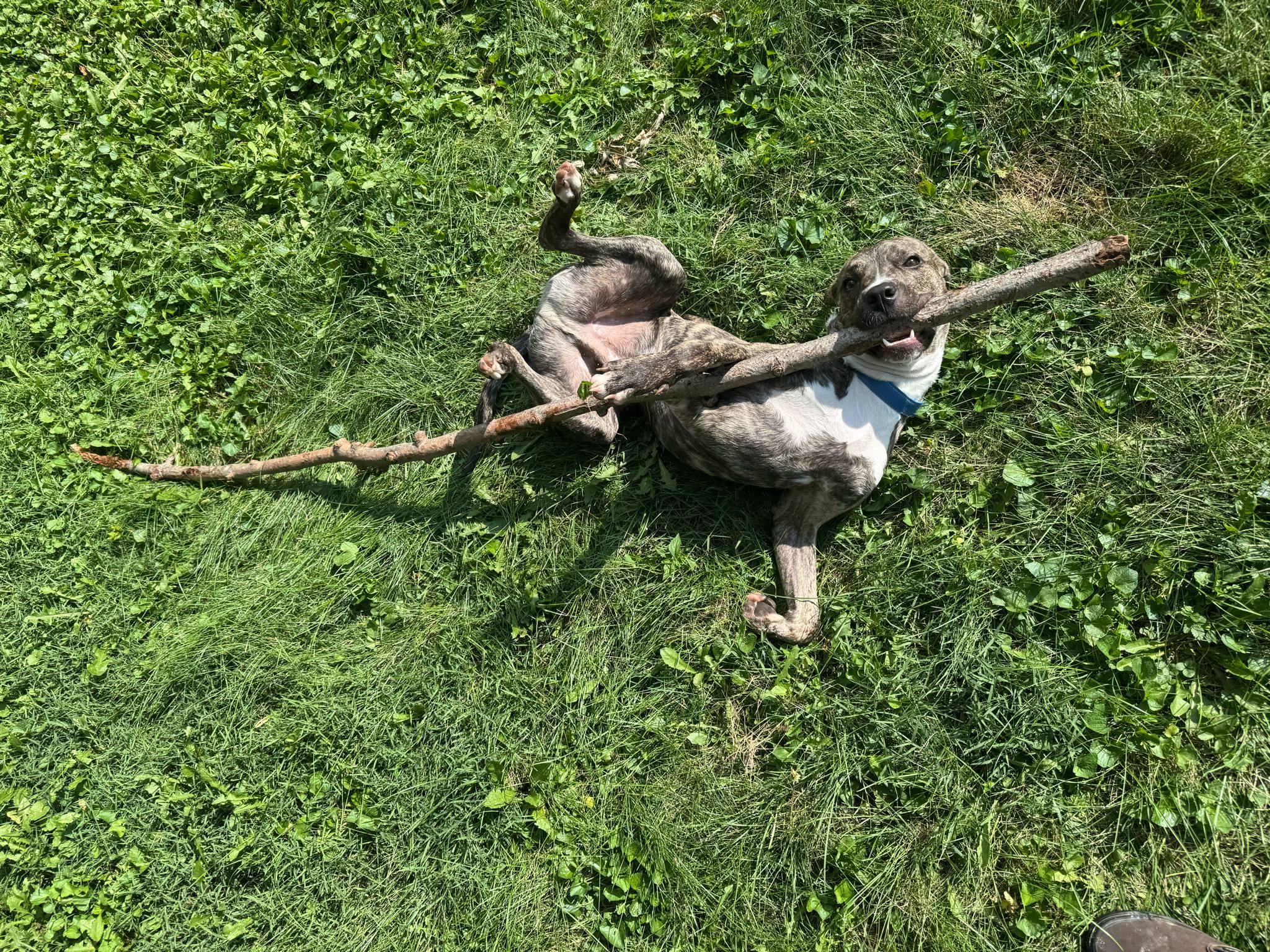 Enlarge Bark Vader, a Adoptable mixed breed in Roachdale, IN image 4/6