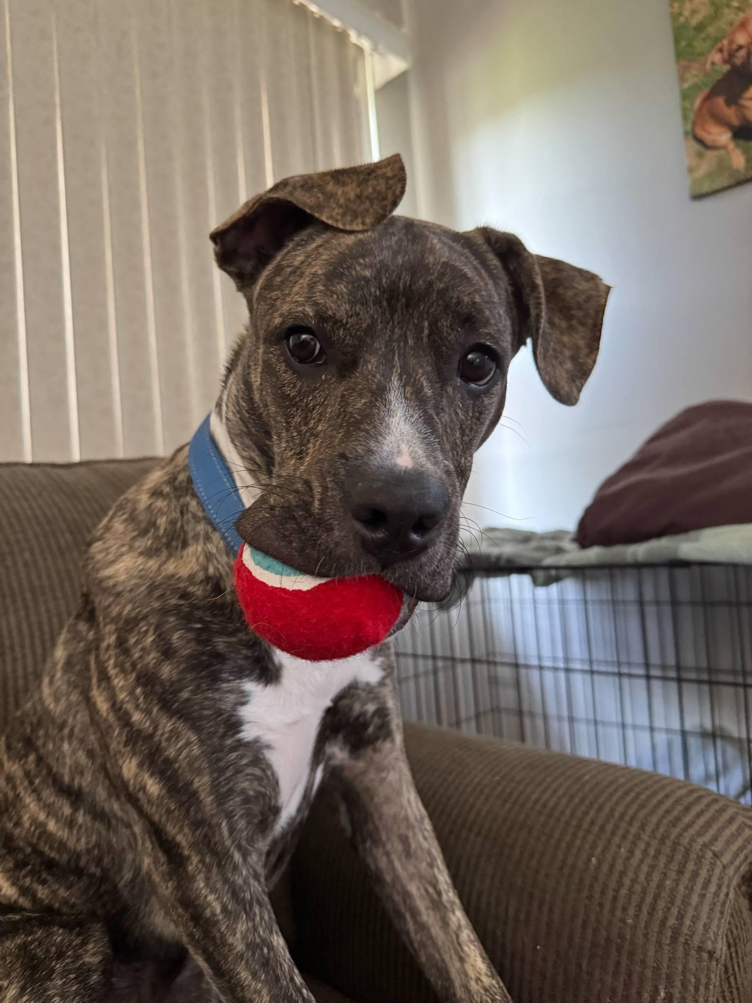 Enlarge Bark Vader, a Adoptable mixed breed in Roachdale, IN image 5/6
