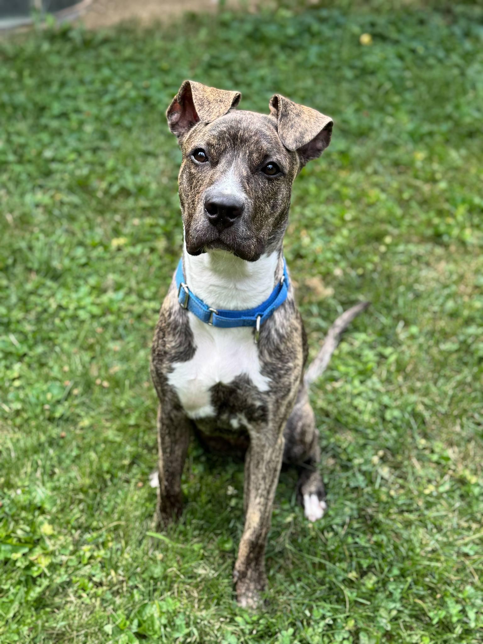 Enlarge Bark Vader, a Adoptable mixed breed in Roachdale, IN image 6/6