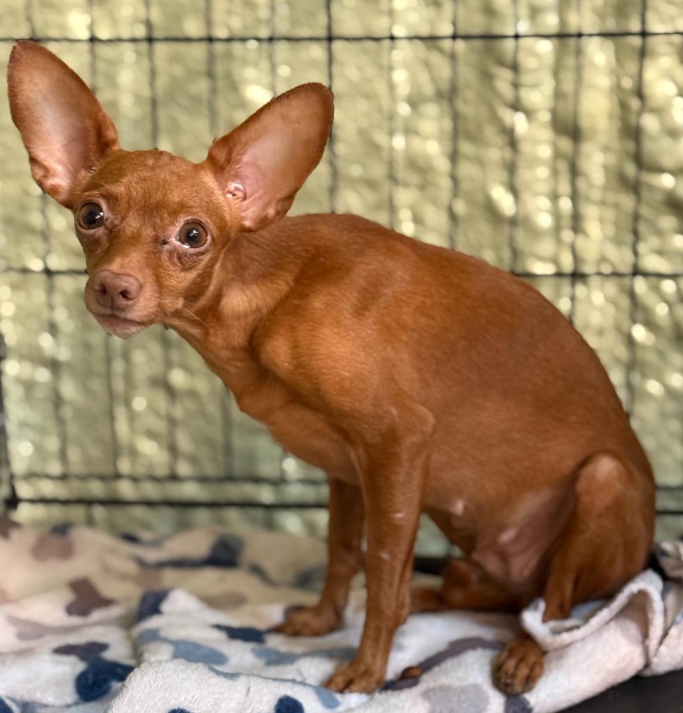 Enlarge Bramble, a Adopted mixed breed in Blountville, TN image 1/1