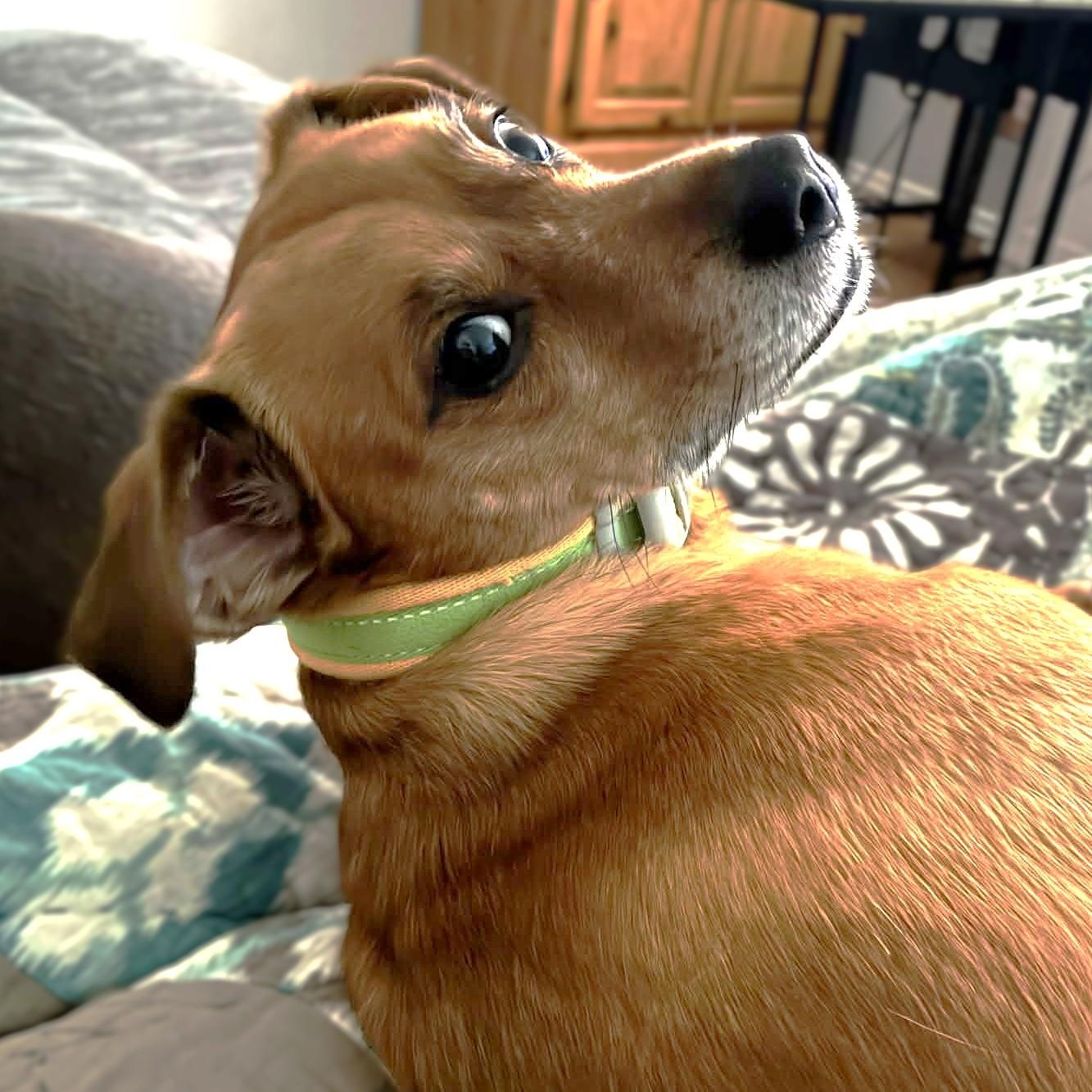 Enlarge PRUPPY, a Adoptable mixed breed in Burton, MI image 2/5