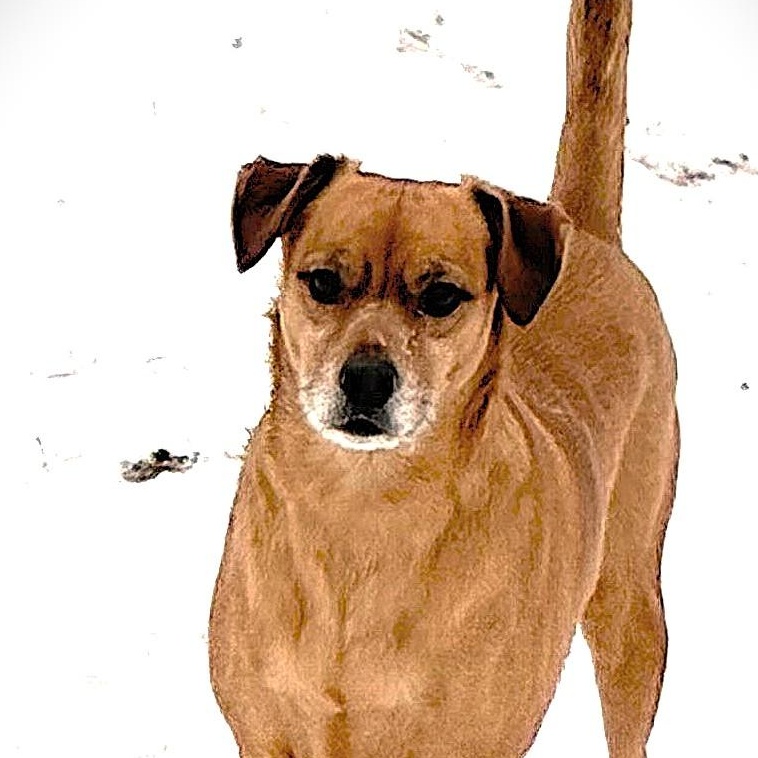 Enlarge PRUPPY, a Adoptable mixed breed in Burton, MI image 4/5