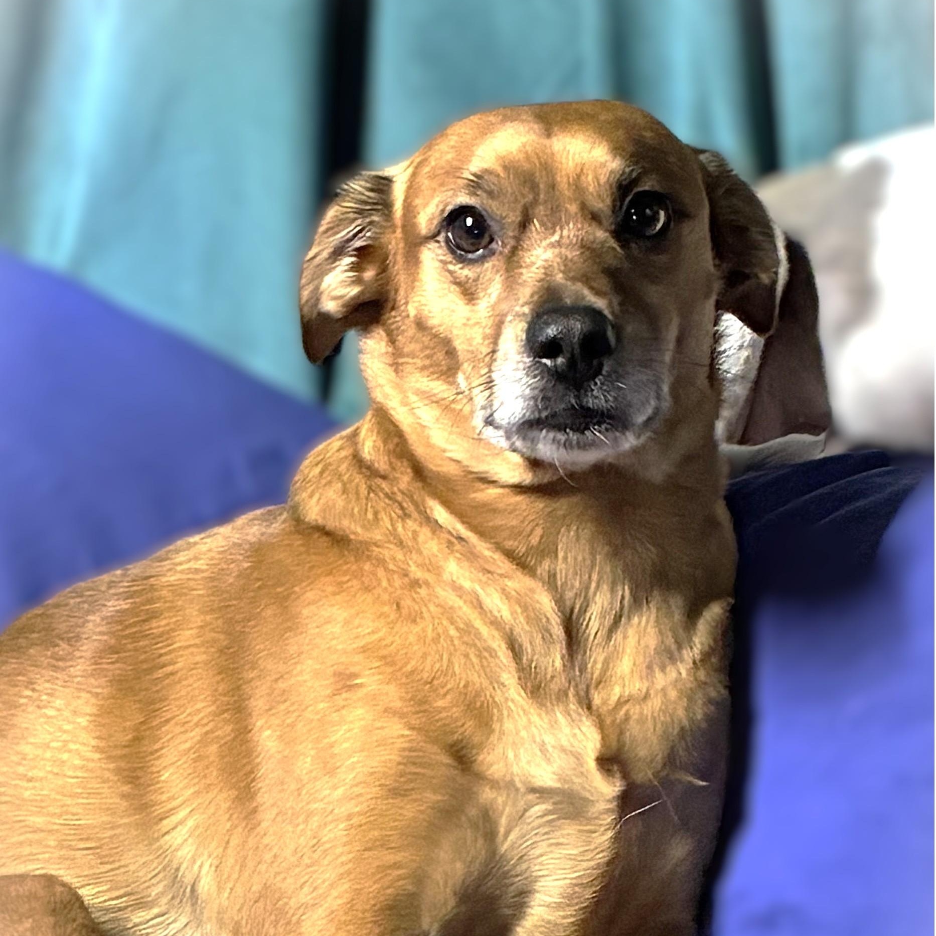 Enlarge PRUPPY, a Adoptable mixed breed in Burton, MI image 3/5