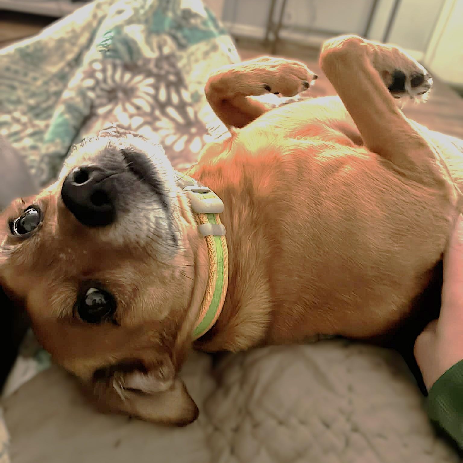 Enlarge PRUPPY, a Adoptable mixed breed in Burton, MI image 5/5