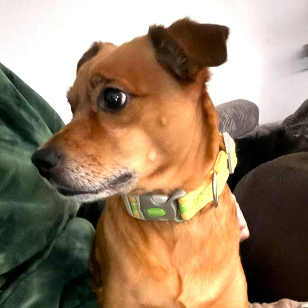 PRUPPY, Adoptable, Adult Male Chihuahua & Dachshund.