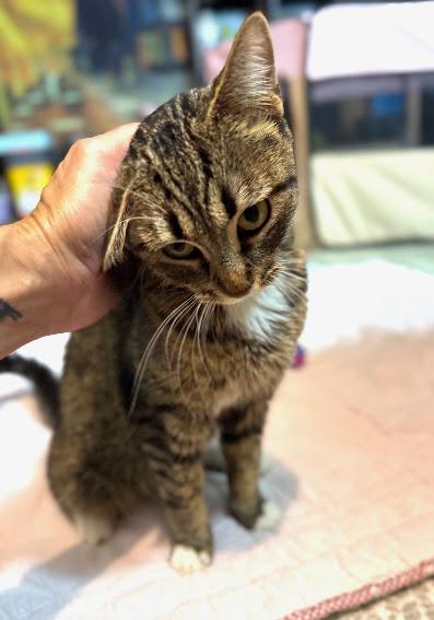 Enlarge Mama Moonshine, a Adoptable Domestic Short Hair in Hillsboro, OR image 4/5