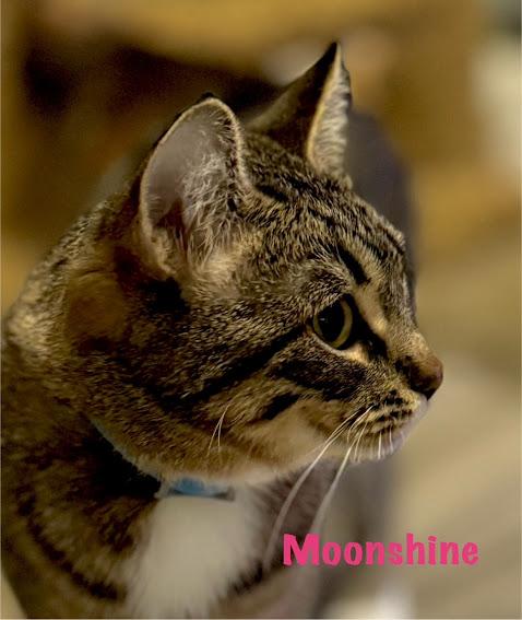 Enlarge Mama Moonshine, a Adoptable Domestic Short Hair in Hillsboro, OR image 5/5