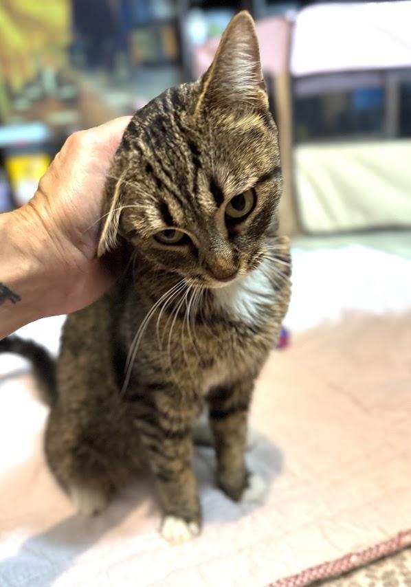 family cats　1001 EPOCH (CALICO CRITTER & KIDOOZIE) CC PERSIAN CAT FAMILY