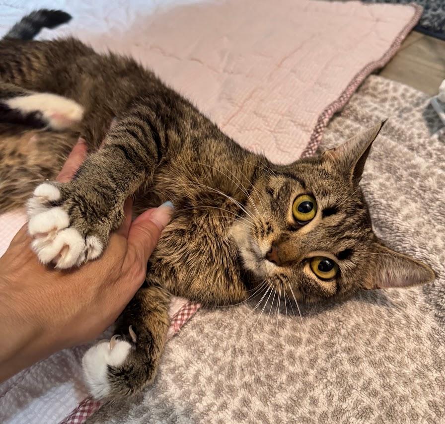 Cat for adoption - Mama Moonshine, a Domestic Short Hair in