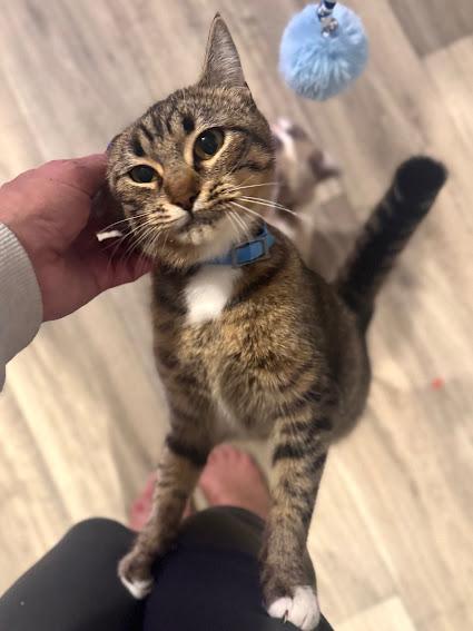 Enlarge Mama Moonshine, a Adoptable Domestic Short Hair in Hillsboro, OR image 3/5