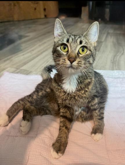 Enlarge Mama Moonshine, a Adoptable Domestic Short Hair in Hillsboro, OR image 2/5