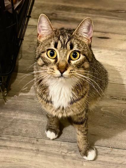 Mama Moonshine, Adoptable, Adult Female Domestic Short Hair.