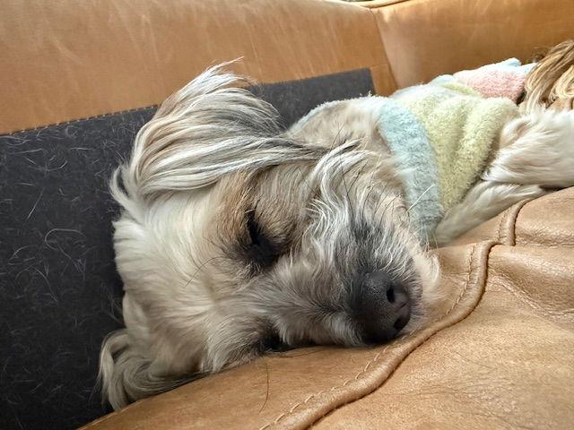 Enlarge Snickers, a Adoptable Shih Tzu in East Derry, NH image 1/3