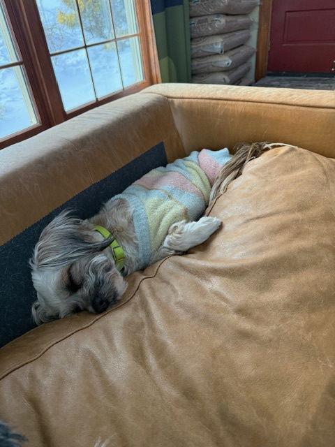 Enlarge Snickers, a Adoptable Shih Tzu in East Derry, NH image 3/3