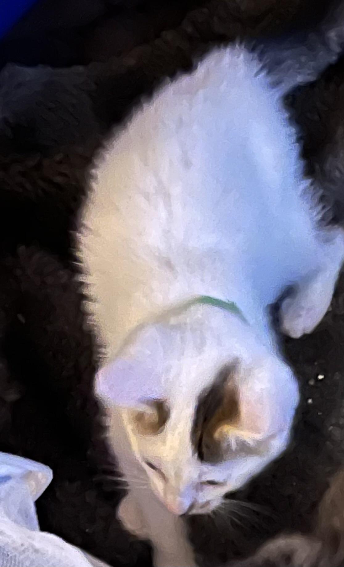 Enlarge Tiernan, an adoptable Domestic Short Hair in Houghton Lake, MI image 4/5