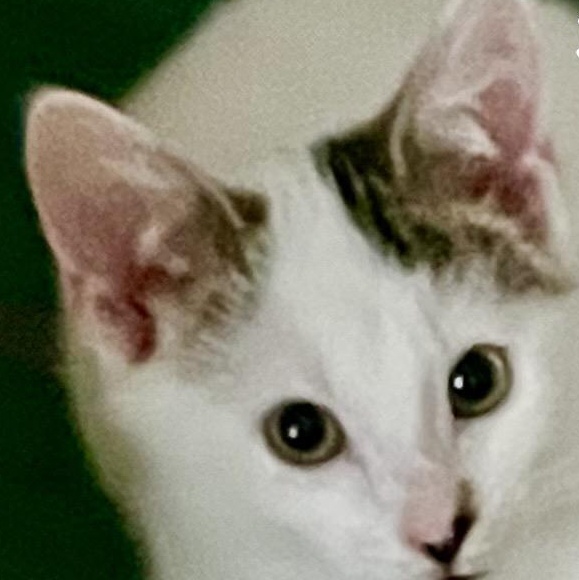 Enlarge Tiernan, an adoptable Domestic Short Hair in Houghton Lake, MI image 1/5