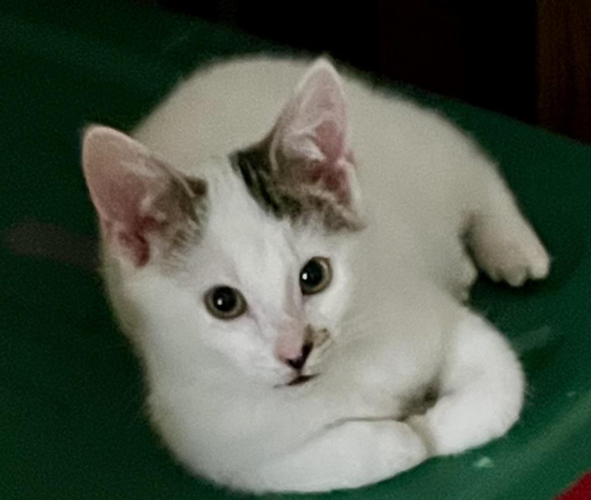 Enlarge Tiernan, an adoptable Domestic Short Hair in Houghton Lake, MI image 2/5