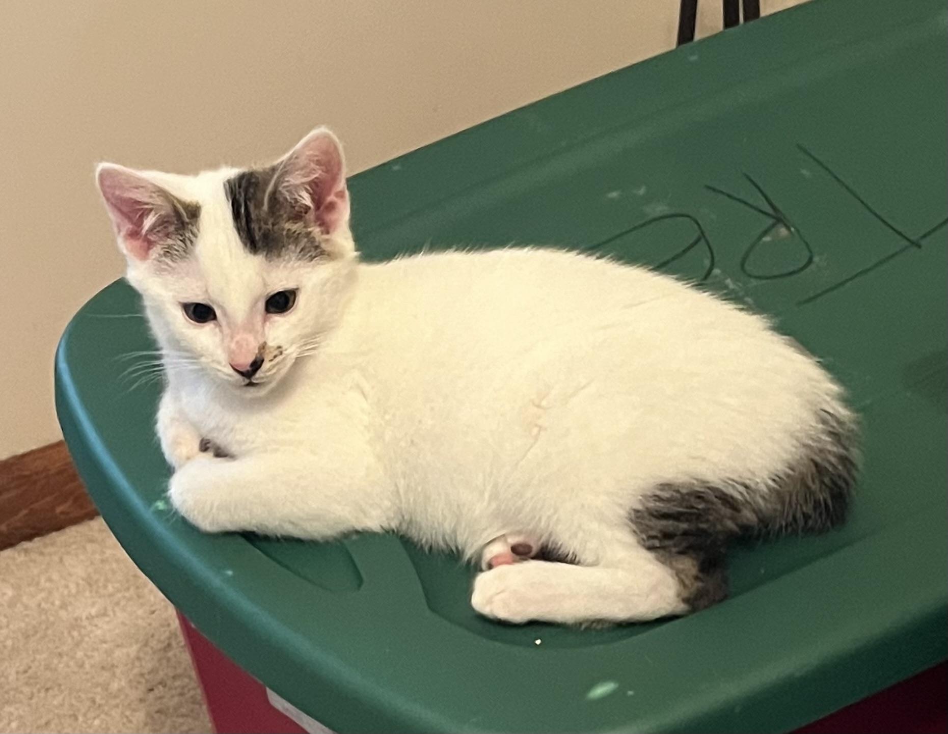 Enlarge Tiernan, an adoptable Domestic Short Hair in Houghton Lake, MI image 3/5