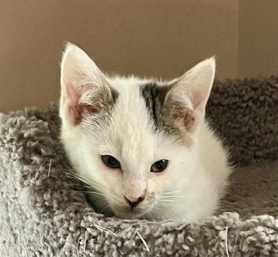 Enlarge Tiernan, an adoptable Domestic Short Hair in Houghton Lake, MI image 5/5