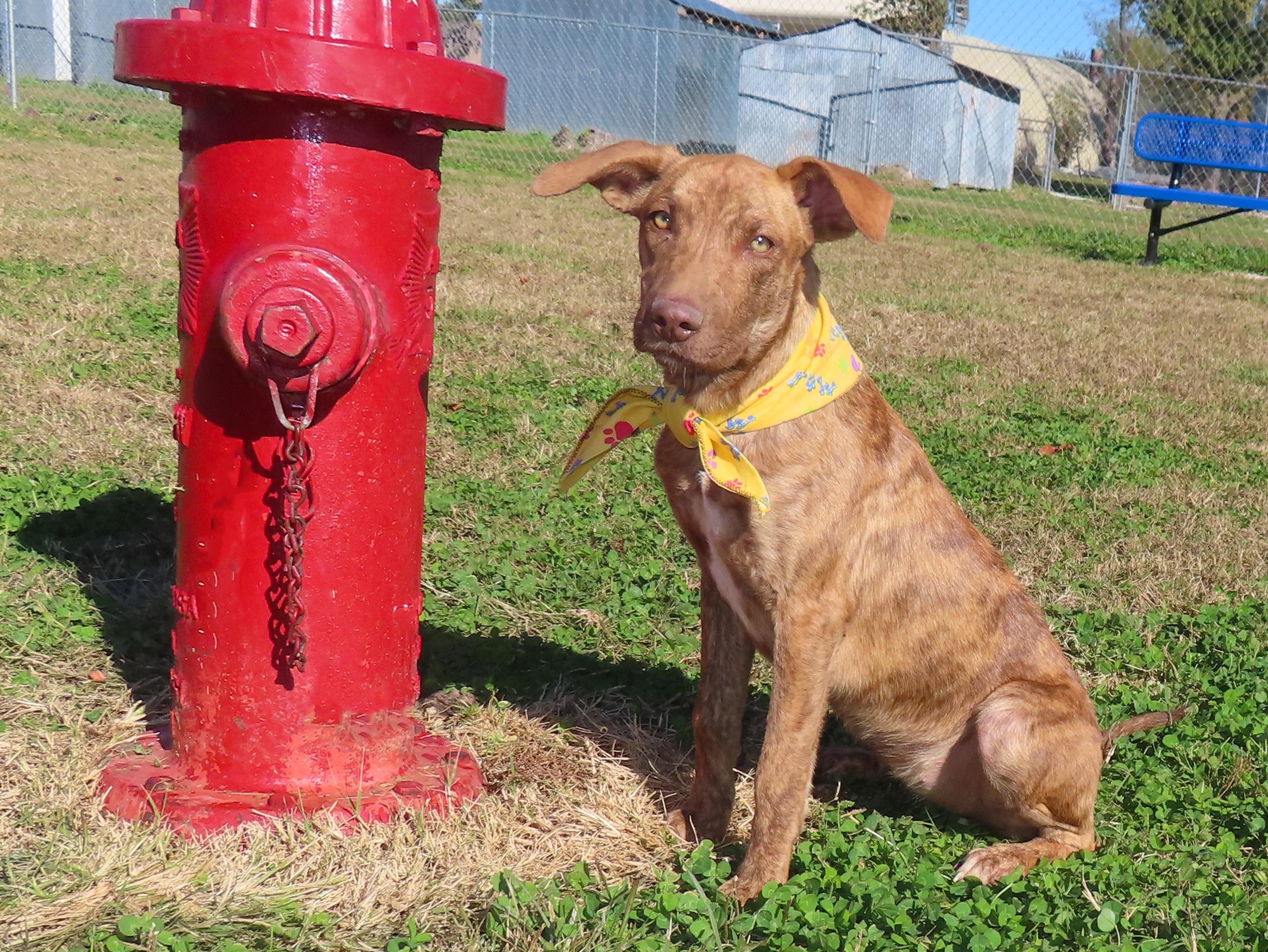 Lil 25C-279B, Adoptable, Young Female Plott Hound.