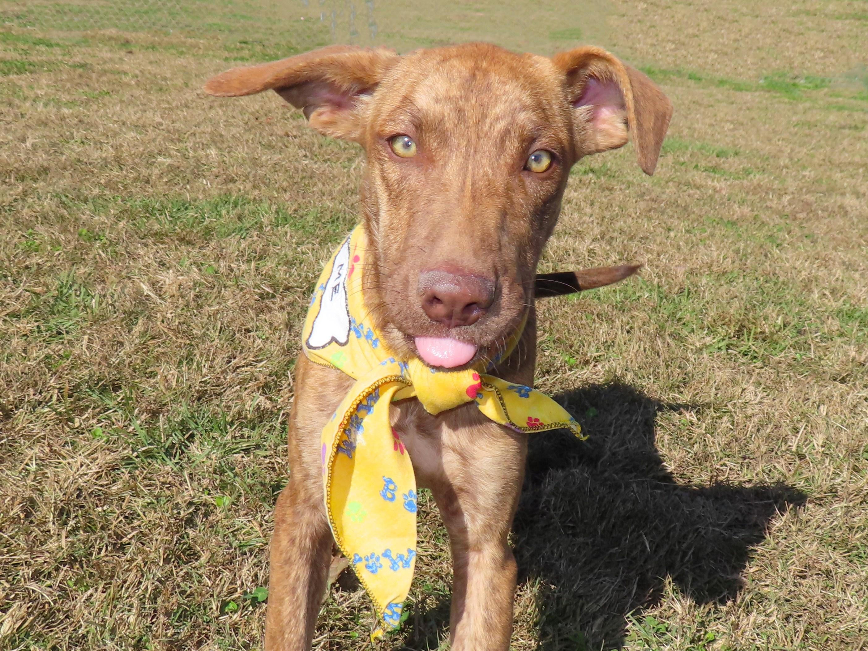 Lil 25C-279B, Adoptable, Young Female Plott Hound.