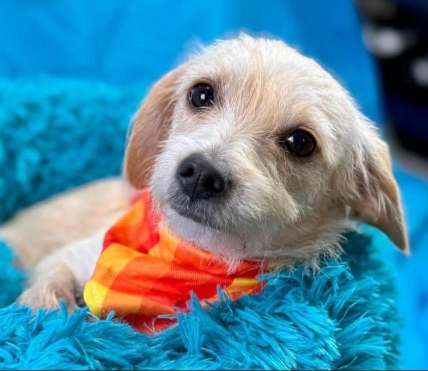 Mabel - Given away for free at a flea market - but she's over it! Next!, Adoptable, Puppy Female Terrier.