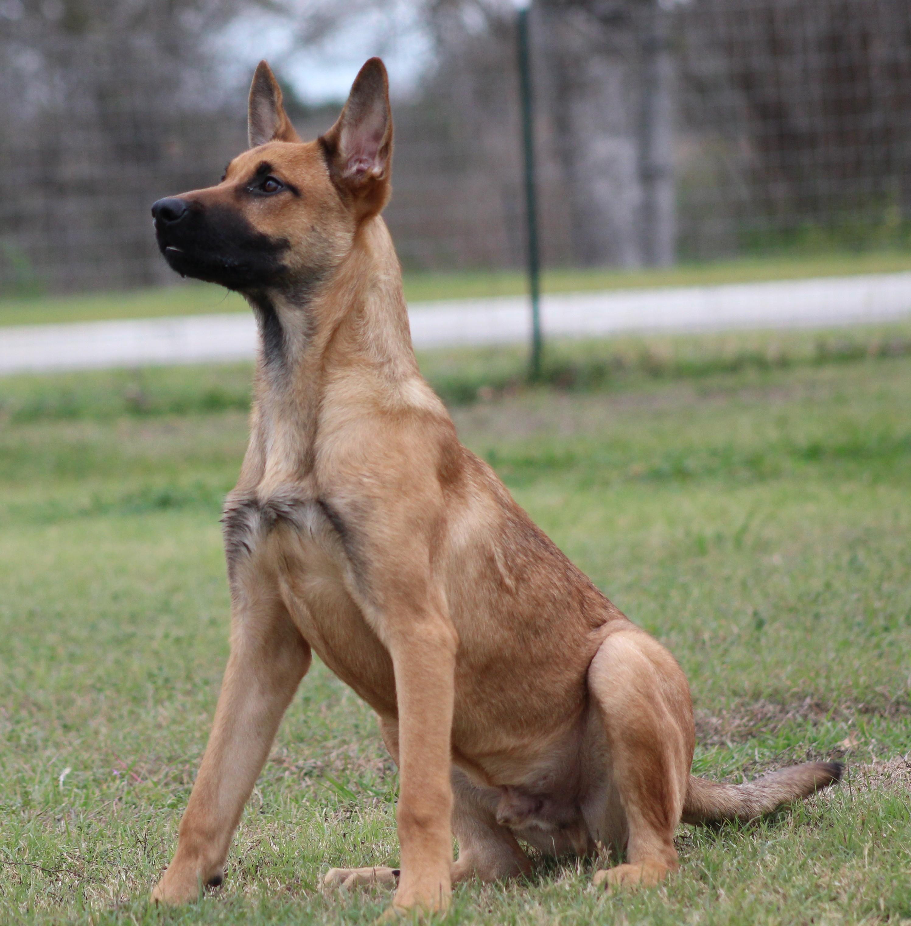 Enlarge Duck Duck Goose, a ADOPTABLE mixed breed in Temple, TX image 5/6