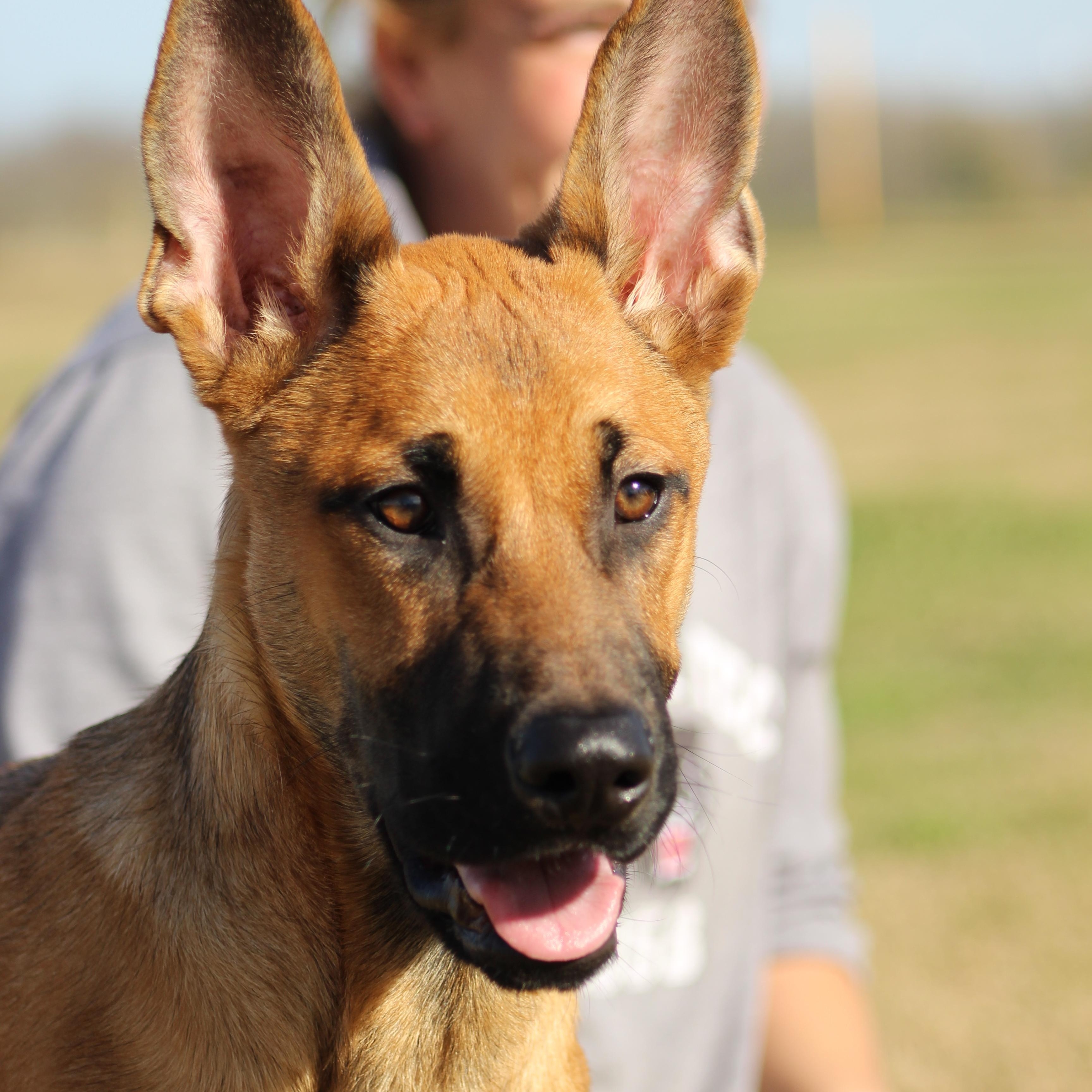 Duck Duck Goose, ADOPTABLE, Young Male Belgian Shepherd / Malinois & Mixed Breed.
