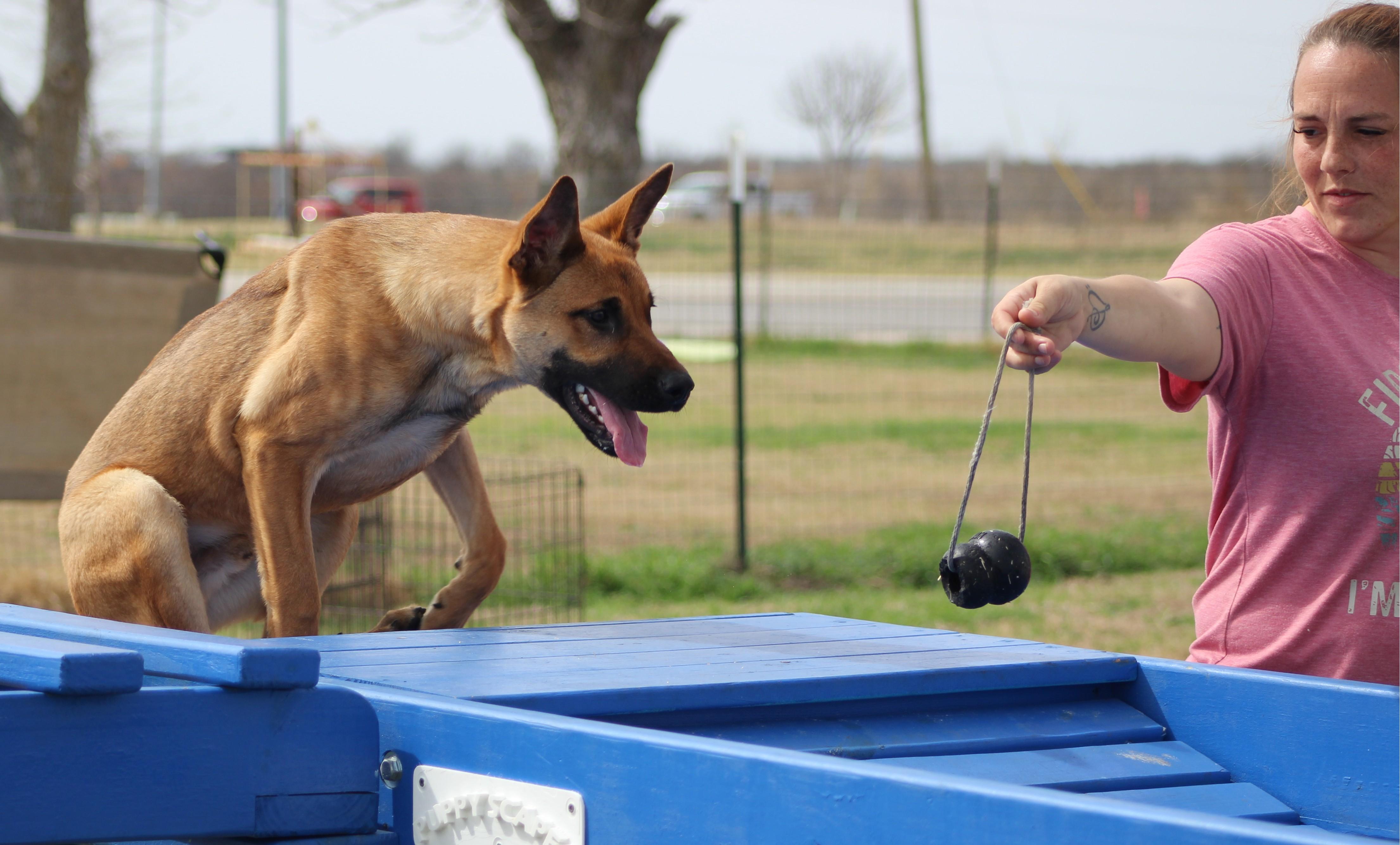 Enlarge Duck Duck Goose, a ADOPTABLE mixed breed in Temple, TX image 6/6