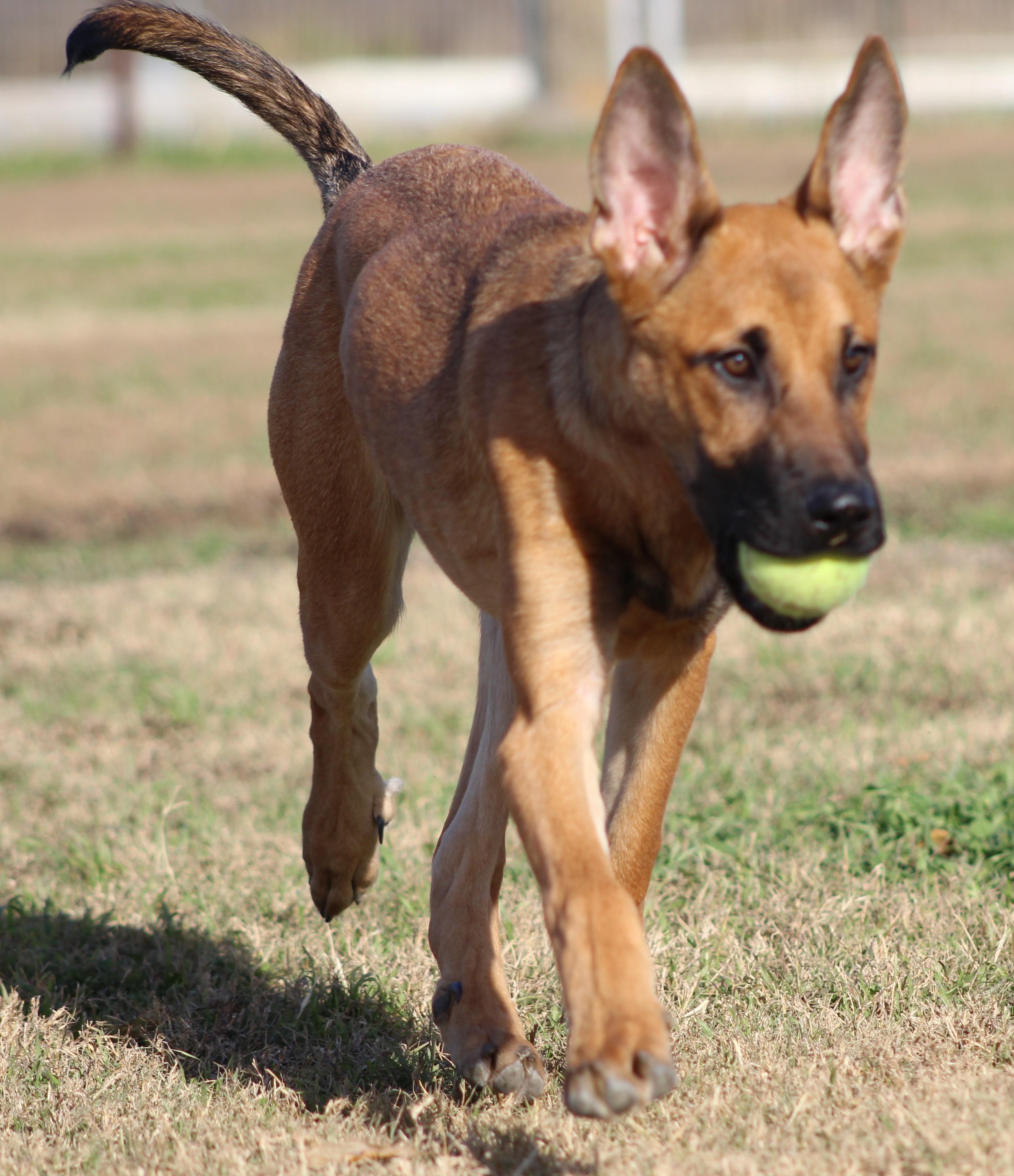 Enlarge Duck Duck Goose, a ADOPTABLE mixed breed in Temple, TX image 2/5