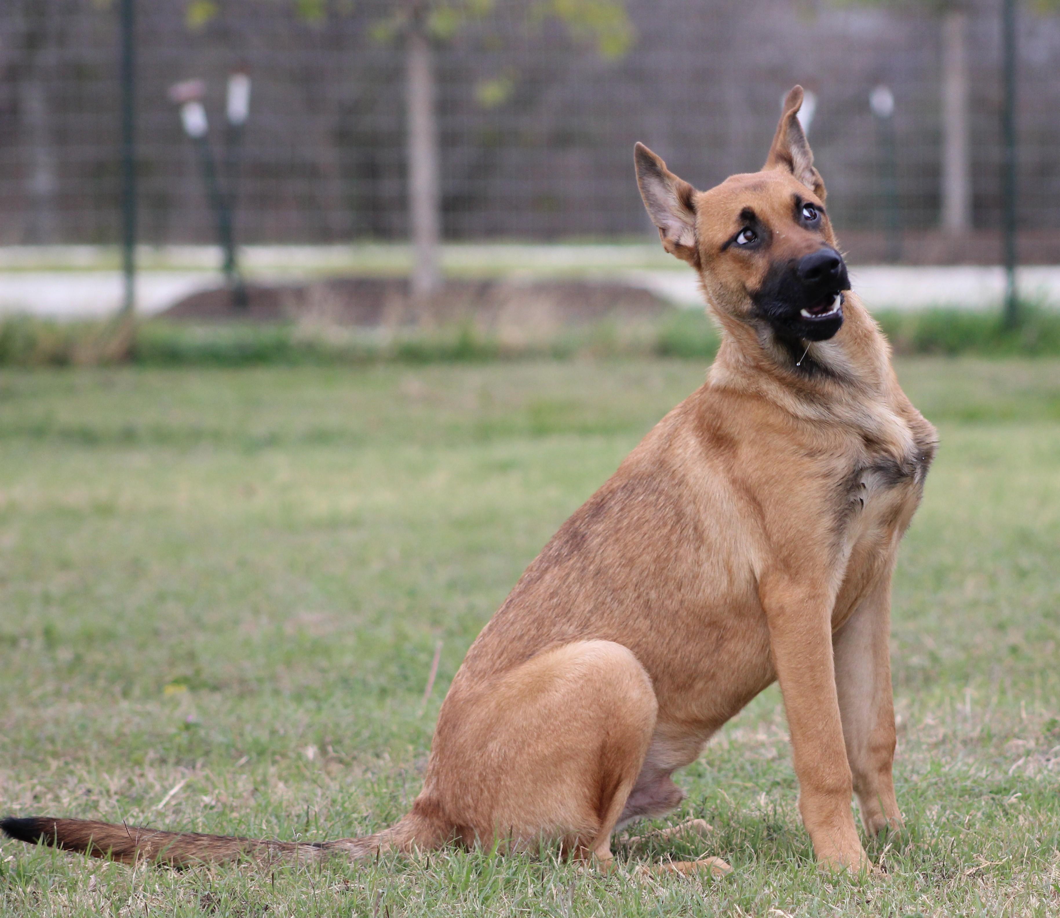 Duck Duck Goose, ADOPTABLE, Young Male German Shepherd Dog & Mixed Breed.