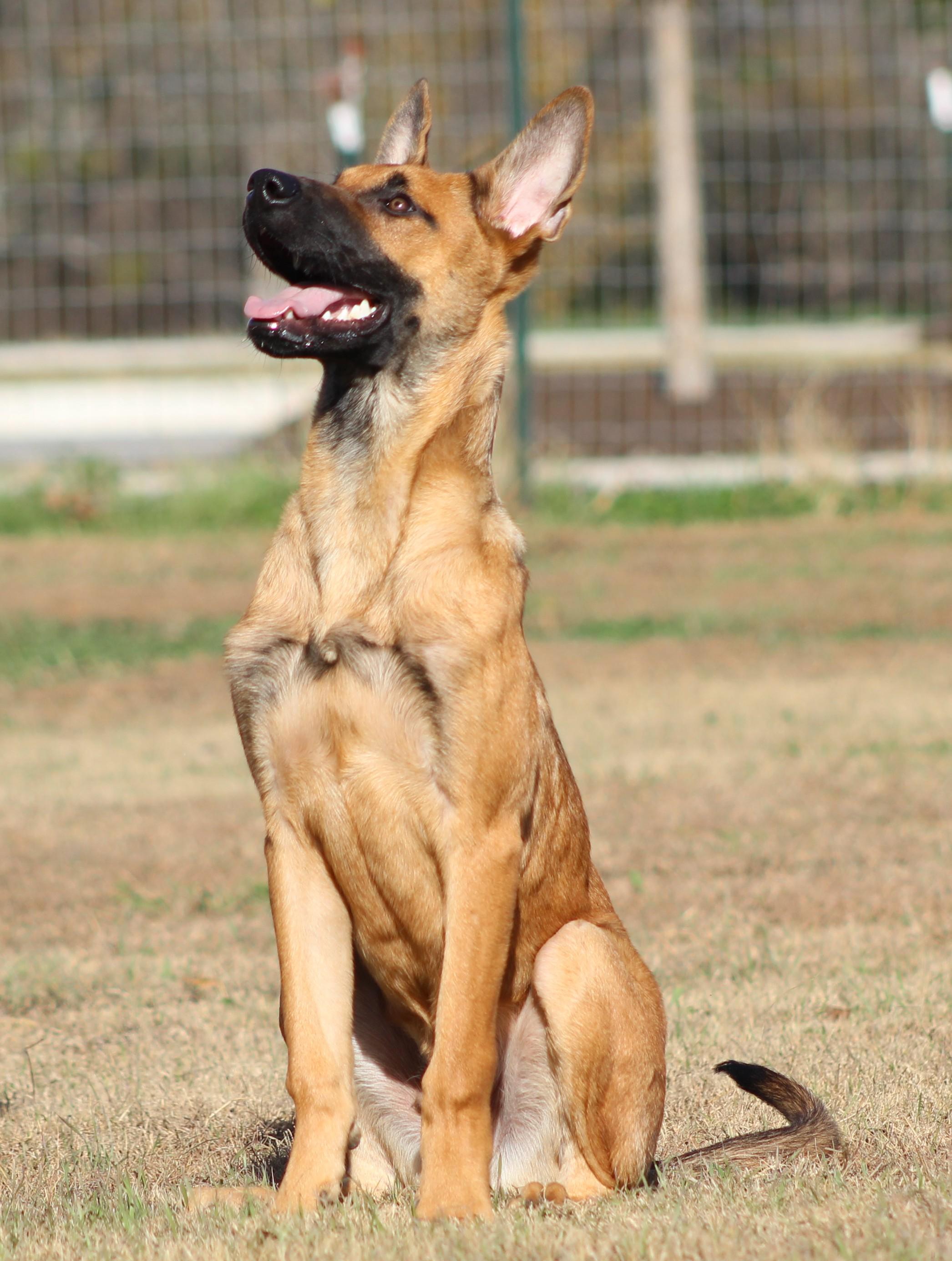 Enlarge Duck Duck Goose, a ADOPTABLE mixed breed in Temple, TX image 5/5